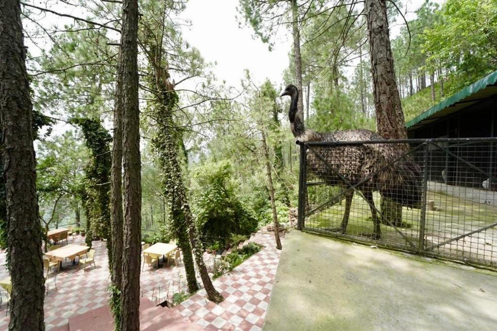 Nature View Resort !! A Four Star Lavish & Luxury Resort Chail Luaran gambar